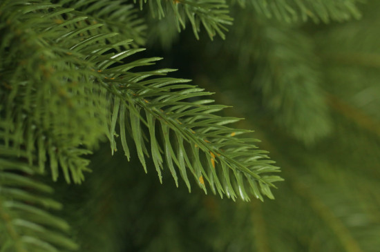 Choinka sztuczna Świerk Naturalny PE + PVC 250 cm