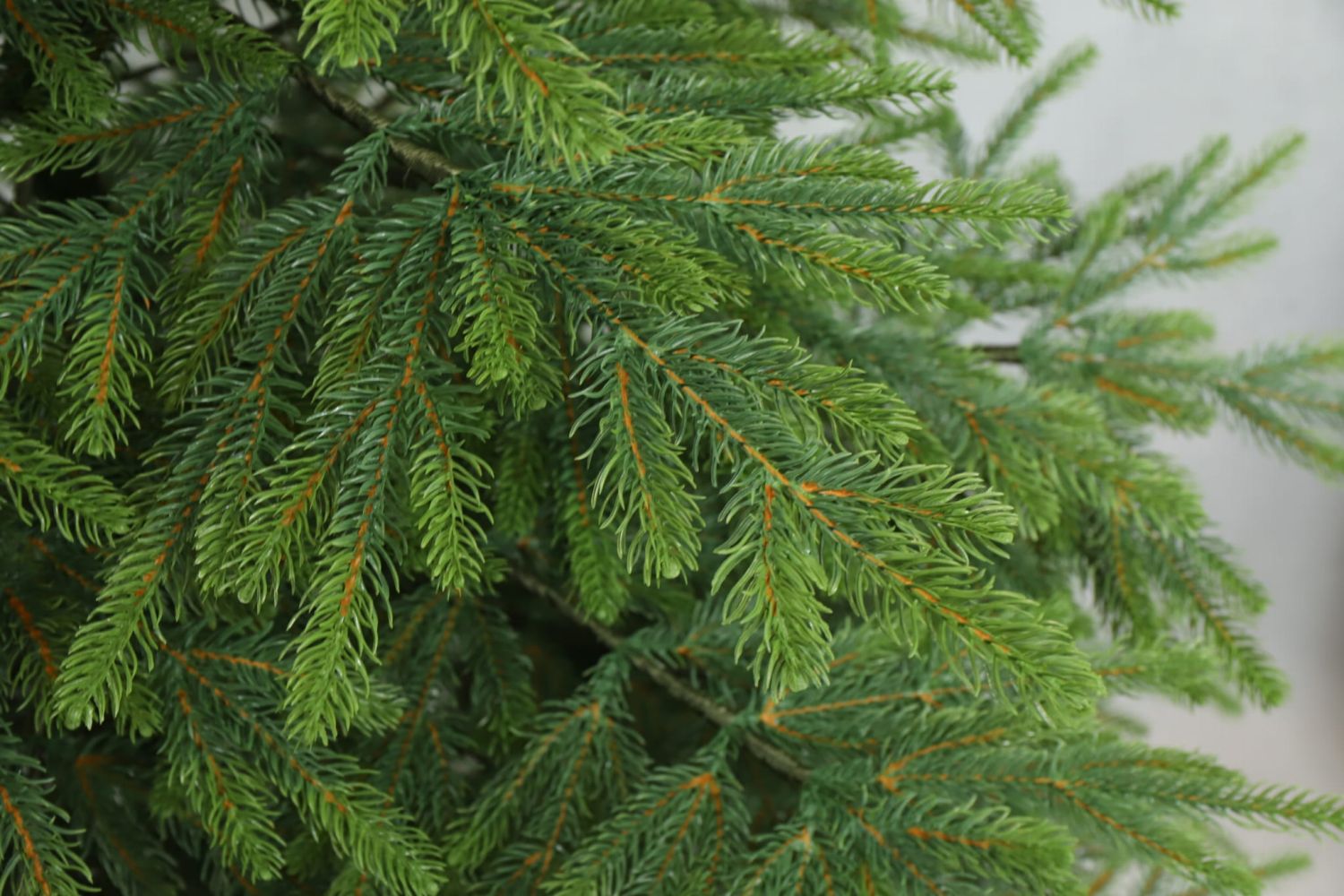 Choinka sztuczna Świerk Natura 100% PE 250 cm